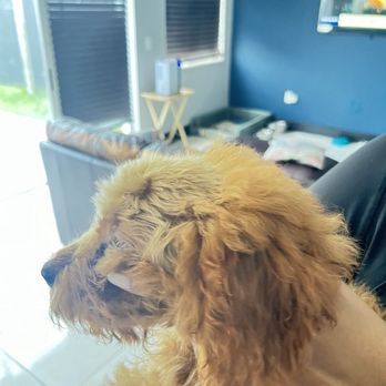 Cute Paws Dog Grooming - Pet Groomers Near Me - Homestead, Florida Cute Paws Dog Grooming - Pet Groomers Near Me - Homestead, Florida
