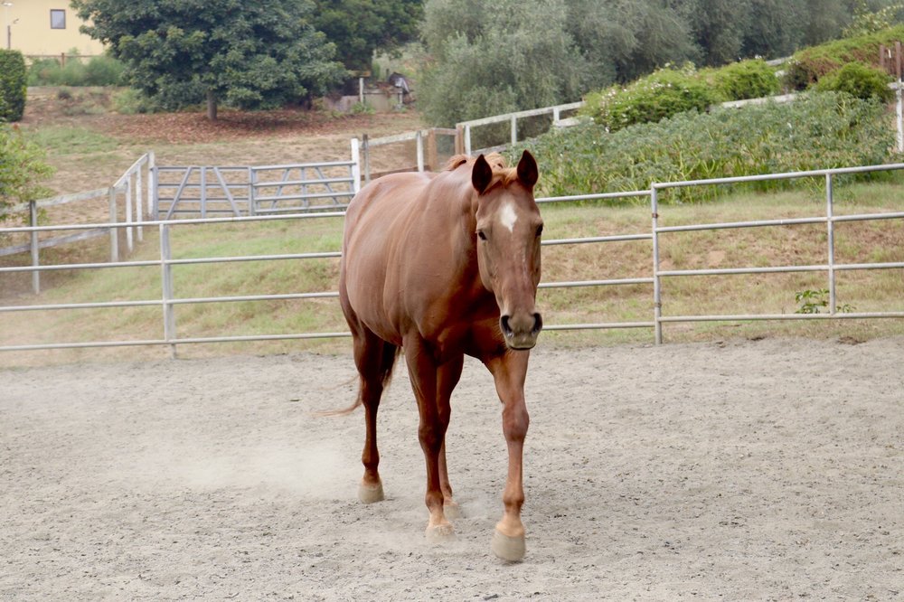 MORNING SUN RANCH Updated September 2024 11 Photos & 13 Reviews 815 Calabasas Rd