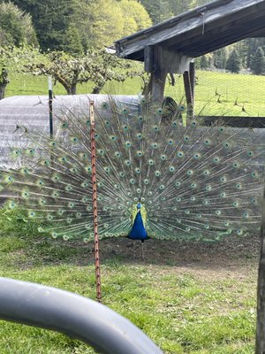 Leaping Lamb Farm by null