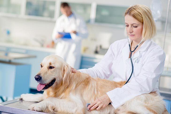 Pet Vet in- Lopez Island Image