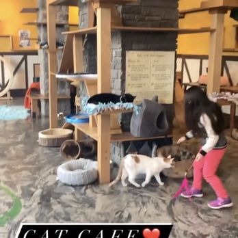 Seattle Meowtropolitan - Themed Cafes Near Me - Seattle, Washington Seattle Meowtropolitan - Themed Cafes Near Me - Seattle, Washington