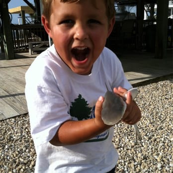 Cedar Island Club - Did u know sharks say "Raaaah!" - Resorts Near Me - Perry, Florida Cedar Island Club - Did u know sharks say "Raaaah!" - Resorts Near Me - Perry, Florida