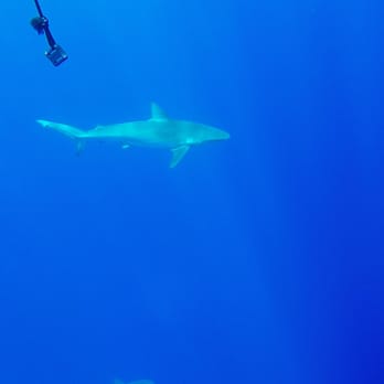 One Ocean Diving - Free Diving Near Me - Haleiwa, Hawaii