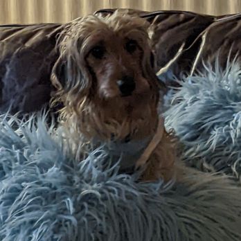 Nuforest Dachshund - Pet Services Near Me Nuforest Dachshund - Pet Services Near Me