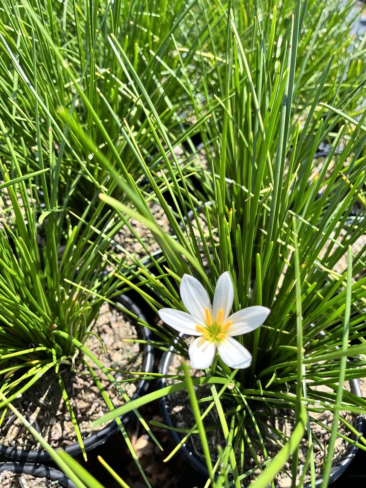 NATIVE SONS WHOLESALE NURSERY Updated September 2024 379 W El Campo Rd, Arroyo Grande