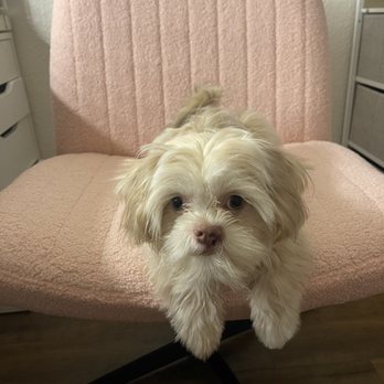 Shire Kennel - Before and after! - Pet Groomers Near Me Shire Kennel - Before and after! - Pet Groomers Near Me