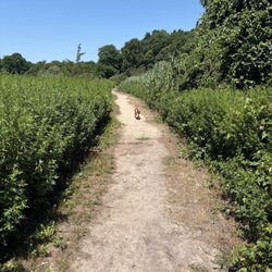 Springs Dog Park