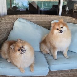 Pampered Paws