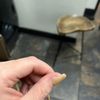 Venetian Nails & Spa gift card