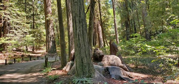 Drive-Thru Tree Park Leggett by null