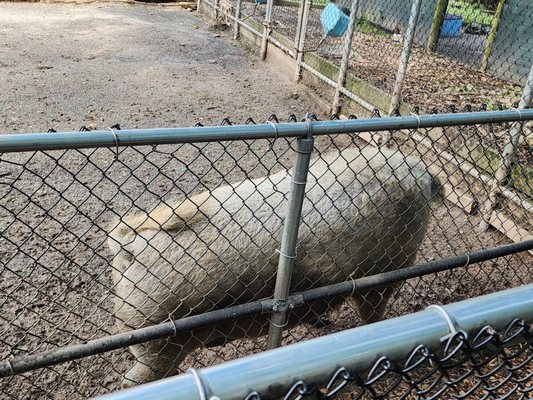 Staten Island Zoo by null