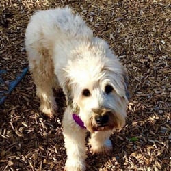 Westwood Dog Park