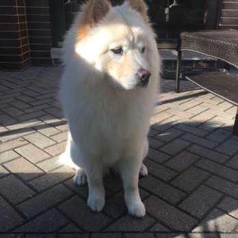 Go Grooming - Pet Groomers Near Me - Wheeling, Illinois Go Grooming - Pet Groomers Near Me - Wheeling, Illinois