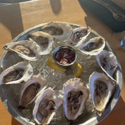 Oysters