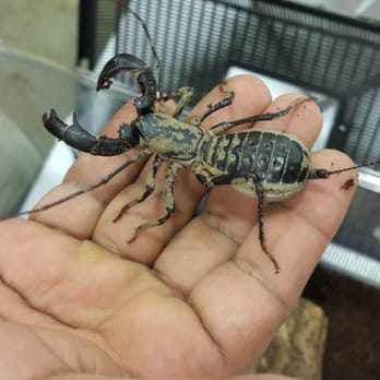 Celebrate Science Indiana - Whip scorpion - Festivals Near Me - Indianapolis, Indiana Celebrate Science Indiana - Whip scorpion - Festivals Near Me - Indianapolis, Indiana