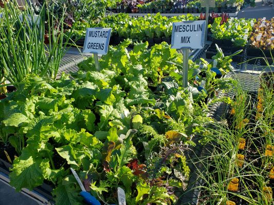 Green's Produce and Plants by null