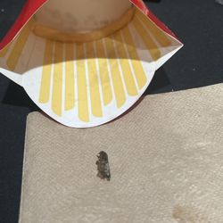 McDonald's - Bug in the bottom of fry box