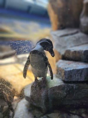 Aquarium At Moody Gardens by null