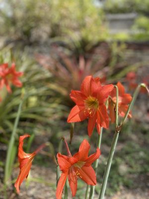 St George Village Botanical Gardens by null