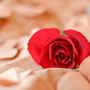 Flowers by Ony Events & More