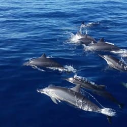 Blue Dolphin Charters - Such beautiful creatures!