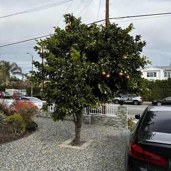 Tzuban Tree Services - Before - Tree Services Near Me Tzuban Tree Services - Before - Tree Services Near Me
