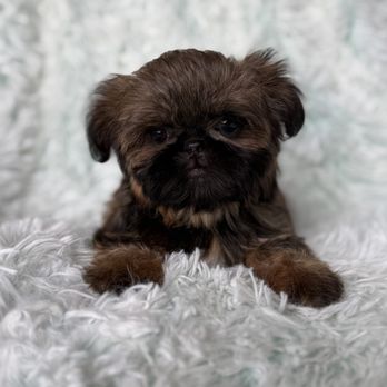 Black Velvet Shih Tzu - Pet Breeders Near Me Black Velvet Shih Tzu - Pet Breeders Near Me