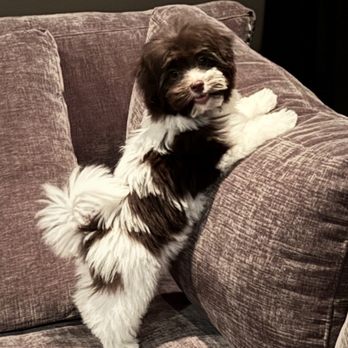 Bark & Mane of Lake Norman-North Charlotte - Beautiful coat - Pet Groomers Near Me