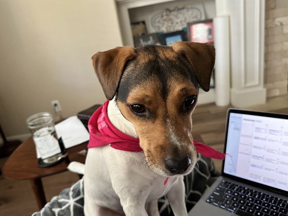 ANNIE’S GROOMING Updated October 2024 13 Photos 19073 South