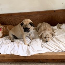 Lone Star Pet Ranch