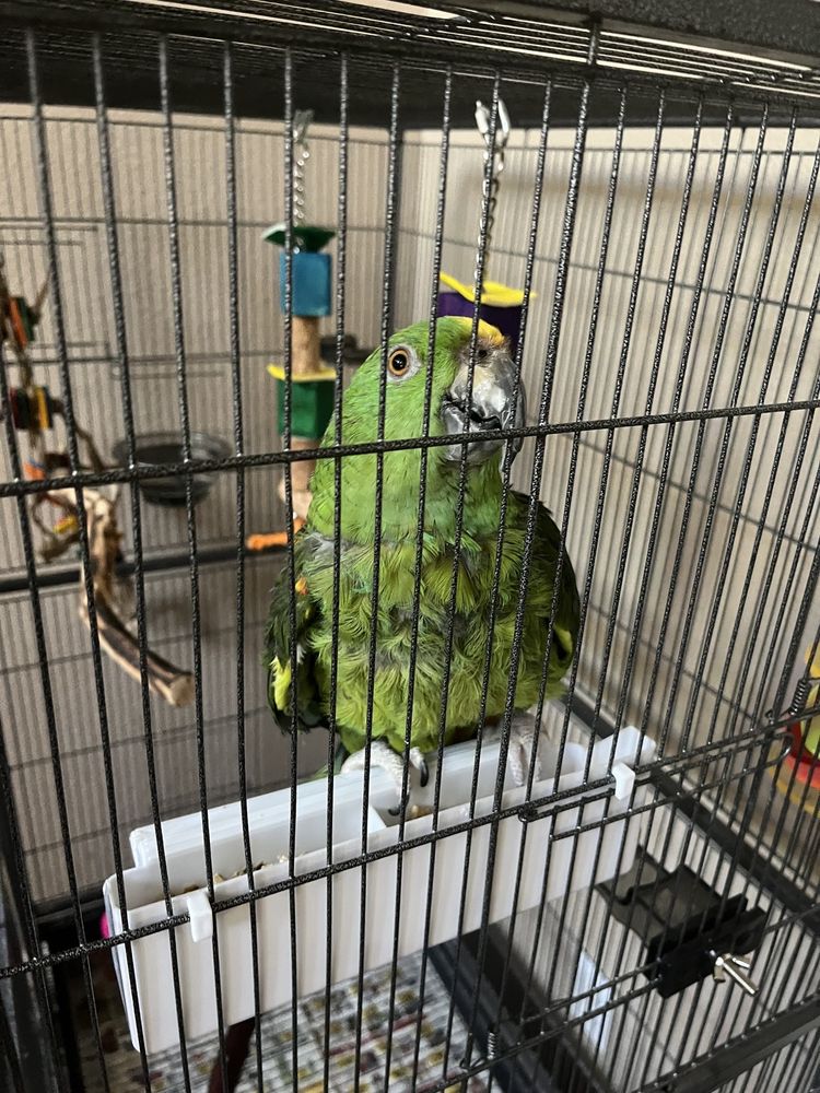 THE BIRD SHOP 44 Photos & 104 Reviews 5005 Foothills Blvd