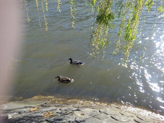 Square du Vert-Galant by null