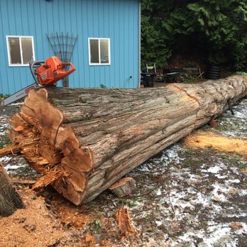Rich Ternan Tree Service - a log being cut by a chainsaw - Tree Services Near Me - Deming, Washington Rich Ternan Tree Service - a log being cut by a chainsaw - Tree Services Near Me - Deming, Washington