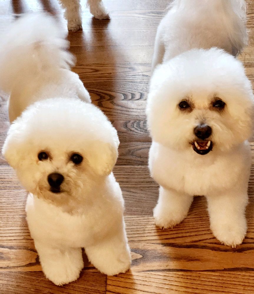 Chickadees Three Groomers - pet boarding facility in Nicholasville, KY