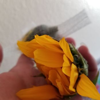 Edible Arrangements - Flowers fell right off stem. - Gift Shops Near Me - Elk Grove, California Edible Arrangements - Flowers fell right off stem. - Gift Shops Near Me - Elk Grove, California
