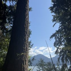 July Creek Picnic Area Trailhead - Large tree and water view