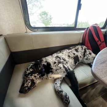 Zoomies - She is so tired from her fun day! - A speckled black and white dog is resting on a beige RV couch near a window, with a red backpack nearby. - Pet Groomers Near Me - Santa Fe, New Mexico
