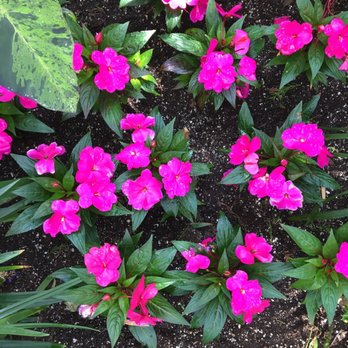 Allan Gardens - Parks Near Me - Toronto, Ontario Allan Gardens - Parks Near Me - Toronto, Ontario