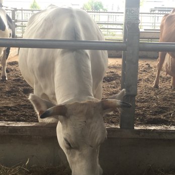 FICO Eataly World - Over 100 love animals on the property - Food Court Near Me - Bologna, BO