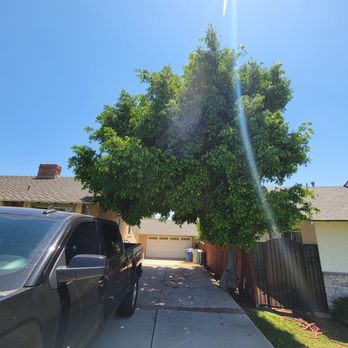 J Rodriguez Tree Care Maintenance - Before - Tree Services Near Me J Rodriguez Tree Care Maintenance - Before - Tree Services Near Me