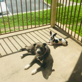 ZippiVet - ZippiVet's patients Pippa and Spunky - Veterinarians Near Me - Austin, Texas ZippiVet - ZippiVet's patients Pippa and Spunky - Veterinarians Near Me - Austin, Texas