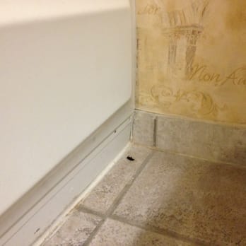 Howard Johnson - Another bug! - Hotels Near Me - Texarkana, Texas