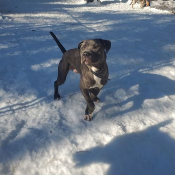Atlantic K9 Training - Pet Training Near Me - Boxford, Massachusetts