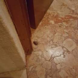 Giant flying cockroach greeting you in the bathroom.