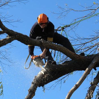 The Climber Tree Service - Tree Services Near Me The Climber Tree Service - Tree Services Near Me
