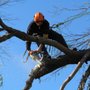 Photo of The Climber Tree Service