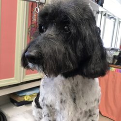 Grooming Tails - Our completely open grooming salon, lets our clients see how we work on and treat their pups!