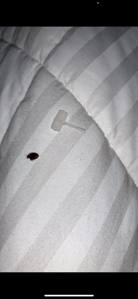 Holiday Inn Express & Suites Ridgeland - Jackson North Area - wedding in Ridgeland, MS