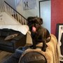 Photo of Doggie Style Grooming Salon