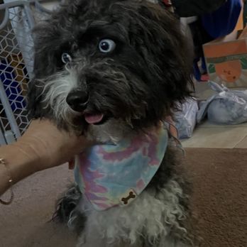 The Dog Pawlor - Before grooming - Pet Groomers Near Me - San Jose, California